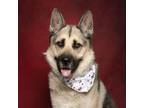 Adopt Remington a Tan/Yellow/Fawn German Shepherd Dog / Husky / Mixed dog in