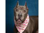 Adopt Ray a Gray/Blue/Silver/Salt & Pepper American Staffordshire Terrier /