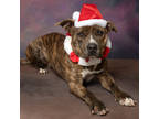 Adopt Lux a Brindle American Staffordshire Terrier / Mixed dog in Caldwell