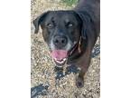 Adopt Baye a Black Labrador Retriever / Mixed dog in Chesapeake, VA (39043234)