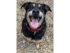 Adopt Colt a Black German Shepherd Dog / Mixed dog in Chesapeake, VA (39043233)
