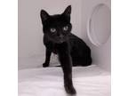 Adopt Gladys a All Black Domestic Shorthair / Domestic Shorthair / Mixed cat in