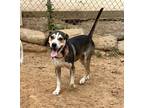Adopt Myers a Hound (Unknown Type) / Mixed Breed (Medium) / Mixed dog in Athens