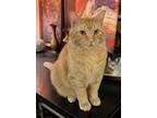 Adopt Daffy-loves dogs a Orange or Red Domestic Shorthair / Mixed (short coat)