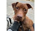 Adopt Scooby a American Pit Bull Terrier / Mixed Breed (Medium) / Mixed dog in