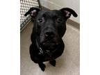Adopt Lola a American Pit Bull Terrier / Mixed dog in Tiffin, OH (39058842)