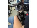 Adopt Francis a Domestic Shorthair / Mixed (short coat) cat in Tiffin