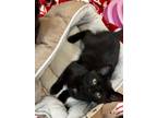 Adopt Cogsworth a Domestic Shorthair / Mixed (short coat) cat in Tiffin