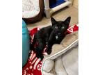 Adopt Armoire a Domestic Shorthair / Mixed (short coat) cat in Tiffin