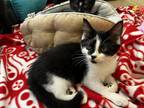 Adopt Bimbette a Domestic Shorthair / Mixed (short coat) cat in Tiffin