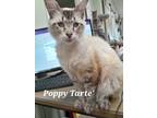 Adopt Poppy Tarte' a Siamese / Mixed (short coat) cat in Rome, GA (38920092)