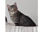 Adopt Lily #the-cats-meow a Brown Tabby Domestic Shorthair / Mixed (short coat)
