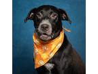 Adopt Leonard a Black German Shorthaired Pointer / Mixed dog in Caldwell