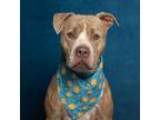 Adopt Chevy a Brindle American Pit Bull Terrier / Mixed dog in Caldwell