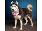 Adopt Arizona a Black Husky / Mixed dog in Caldwell, ID (38915787)