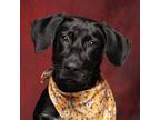 Adopt Eddie a Black Labrador Retriever / Mixed dog in Caldwell, ID (38956249)
