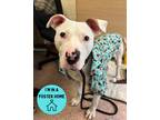 Adopt Chad a White American Pit Bull Terrier / Mixed dog in Philadelphia
