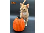Adopt Ying a Orange or Red Domestic Shorthair / Domestic Shorthair / Mixed cat
