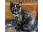Adopt Lemon Pepper a Tortoiseshell Domestic Shorthair / Mixed cat in Shawnee