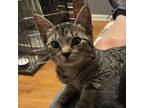 Adopt Sweet Chile Lime a Brown or Chocolate Domestic Shorthair / Mixed cat in