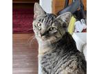 Adopt Parmesan Garlic a Tortoiseshell Domestic Shorthair / Mixed cat in Shawnee