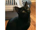 Adopt Thai Curry a All Black Domestic Shorthair / Mixed cat in Shawnee