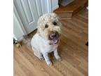 Adopt Coco a Brown/Chocolate Labradoodle / Mixed dog in Orlando, FL (38943311)
