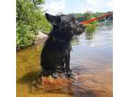 Adopt Quavo a Black Mixed Breed (Medium) / Mixed dog in New York, NY (39013242)