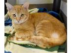 Adopt RB (8) a Domestic Shorthair / Mixed (short coat) cat in Christiansburg