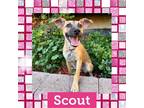 Adopt Scout a Mixed Breed (Medium) / Mixed dog in Littleton, CO (39027649)
