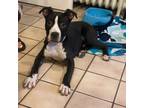 Adopt Bonks a Black Mixed Breed (Medium) / Mixed dog in Memphis, TN (38963741)