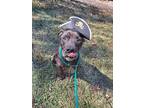 Adopt Dread Pirate Roberts a Black American Pit Bull Terrier / Mixed dog in