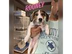 Adopt Rooney a Brown/Chocolate Beagle / Mixed Breed (Medium) / Mixed dog in