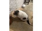 Adopt Prince a White (Mostly) American Shorthair / Mixed (medium coat) cat in