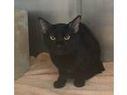 Adopt Anubis a All Black Domestic Shorthair (short coat) cat in Yorkville