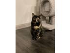 Adopt Lemmy a Tortoiseshell Domestic Shorthair (short coat) cat in Leander