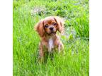 Cavalier King Charles Spaniel Puppy for sale in Bunker Hill, IL, USA