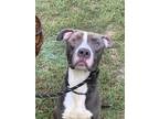 Adopt Gabriel a Gray/Silver/Salt & Pepper - with White Pit Bull Terrier / Mixed