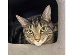 Adopt Nova a Domestic Shorthair / Mixed (short coat) cat in Ewing, NJ (39007778)