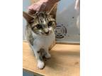 Adopt APPLE a Domestic Shorthair / Mixed (short coat) cat in Athens