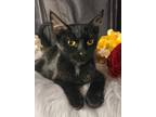 Adopt Mika a Domestic Shorthair / Mixed (short coat) cat in Aurora