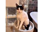 Adopt Astra a Black & White or Tuxedo Domestic Shorthair / Mixed cat in Spring