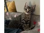 Adopt Bill a Brown Tabby Domestic Shorthair / Mixed (short coat) cat in Spring