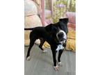 Adopt Max a Pit Bull Terrier / Mixed dog in LAFAYETTE, LA (39043704)