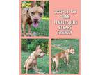 Adopt 2023-08-138 *Jewel* a American Pit Bull Terrier / Mixed dog in Winder