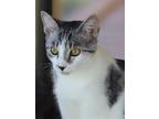 Adopt Padma a Domestic Shorthair / Mixed (short coat) cat in North Fort Myers