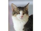 Adopt Willow of Handran House a Domestic Mediumhair / Mixed (medium coat) cat in