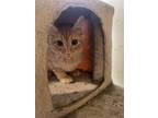 Adopt Briar a Orange or Red Domestic Mediumhair / Mixed (medium coat) cat in