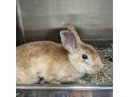 Adopt Willow a Tan Other/Unknown / Other/Unknown / Mixed rabbit in Largo