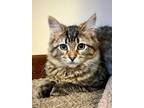 Adopt (ca) Tavi a Domestic Shorthair / Mixed (short coat) cat in Fargo